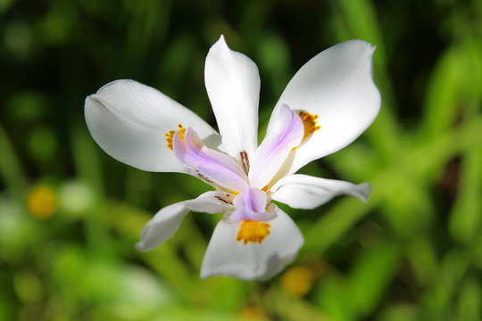 Orchidea bianca delle azzorre