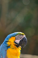 ルリコンゴウインコ