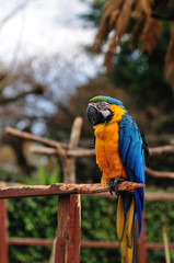 ルリコンゴウインコ
