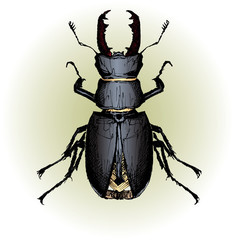Lucanus cervus (Stag beetle)