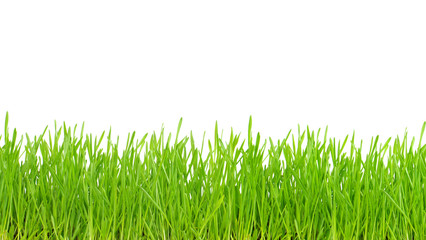 Fototapeta premium green lawn