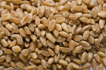 grano
