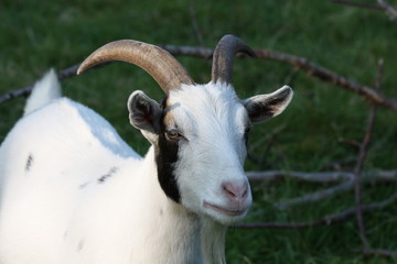 Ziege - Goat