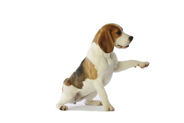 beagle donnant la patte pour demander quelque chose