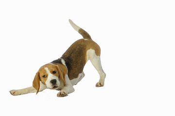 jeune beagle en posture de jeu - langage corporel