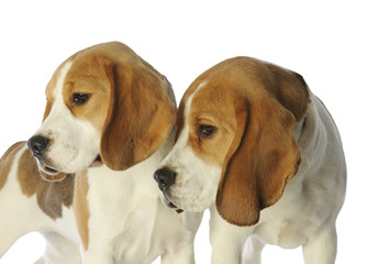 mimétisme de deux beagles regardant la même chose