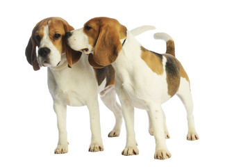 deux beagles en train de faire connaissance