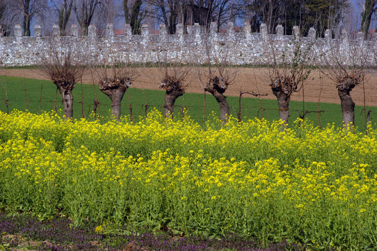 Campo di colza con gelsi - Laipacco Friuli