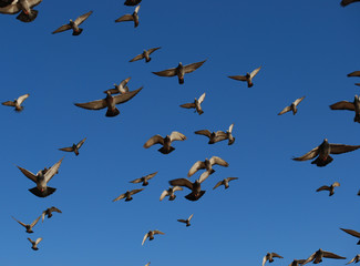Flock of Pigeons