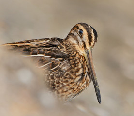 Snipe