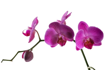 Keuken foto achterwand Orchidee Orchidee