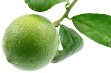 citron vert fond blanc