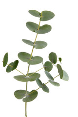 Eucalyptus