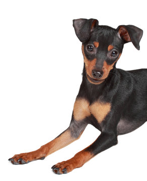 Cute Pinscher Dog