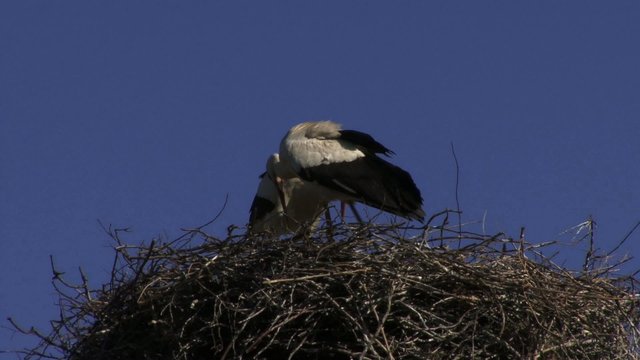 Storch Nest St&ouml;rche