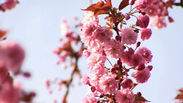 Kirschbaum Zierkirsche Kirsche Kirschbl&uuml;te