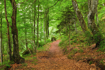 Green mountain forest in Pyrenees, France