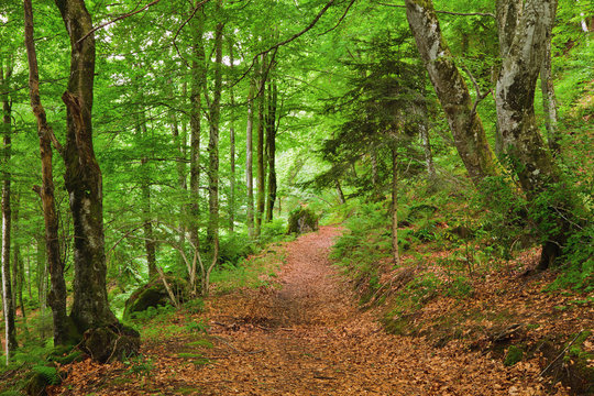 Green Mountain Forest In Pyrenees, France