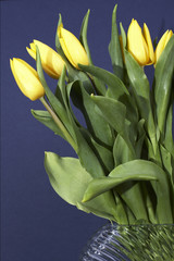 Gelbe Tulpen auf Blau