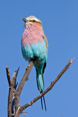Lilac Breasted Roller