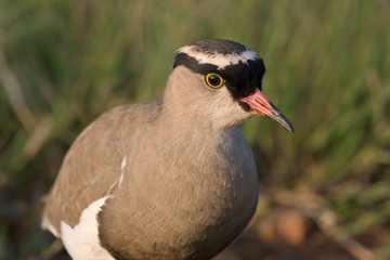 Crowned Plover