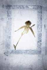 Grunge Hintergrund mit Blüte einer Orchidee