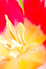 tulip flower