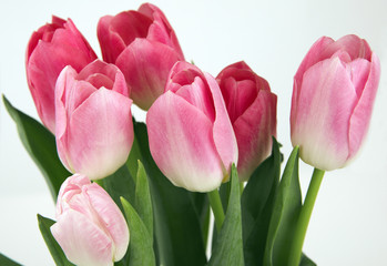 Fototapeta premium Rosa Tulpen