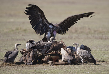 Vultures