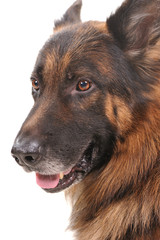 Portrait Of The Dog Isolated On White