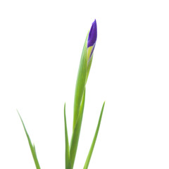 iris bud isolated on white