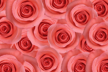 Illustration of roses
