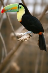 Kee billed Toucan bird colorful