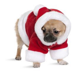 Chihuahua puppy in Santa Claus suit, 4 months old, standing