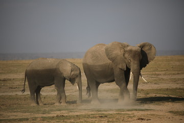Elefanten auf Nahrungssuche