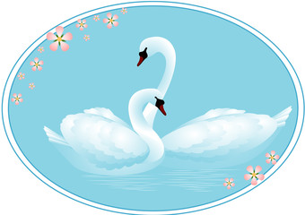 A pair of swans in love