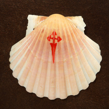 concha vieira camino de santiago