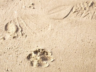 dog steps