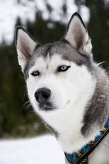 Alaska Husky Portrait