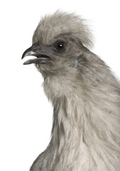 Close-up of Grey Silkie hen, in front of white background