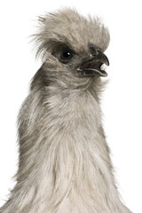 Close-up of Grey Silkie hen, mouth open