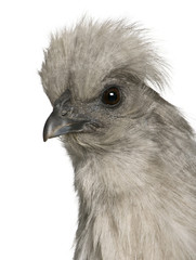 Close-up of Grey Silkie hen, in front of white backgrou