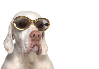 Modischer Hund