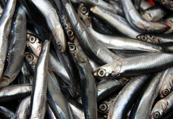 Fototapeta premium Anchovy