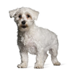 Maltese dog, 1 year old, standing in front of white background