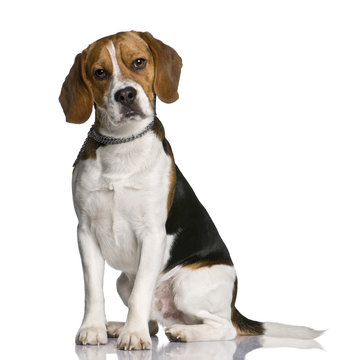 Beagle, 1 year old, sitting in front of white background