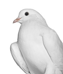 Pigeon, 2 years old, in front of white background