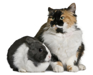 Cat and rabbit sitting in front of white background