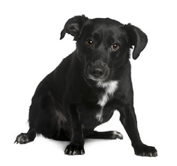 Crossbreed dog sitting in front of white background