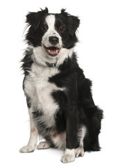 Border collie, 3 years old, sitting in front of white background